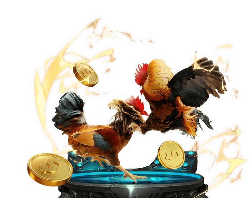 Hình ảnh đá gà trực tuyến HI88 với các trận đấu gà kịch tính được truyền hình trực tiếp